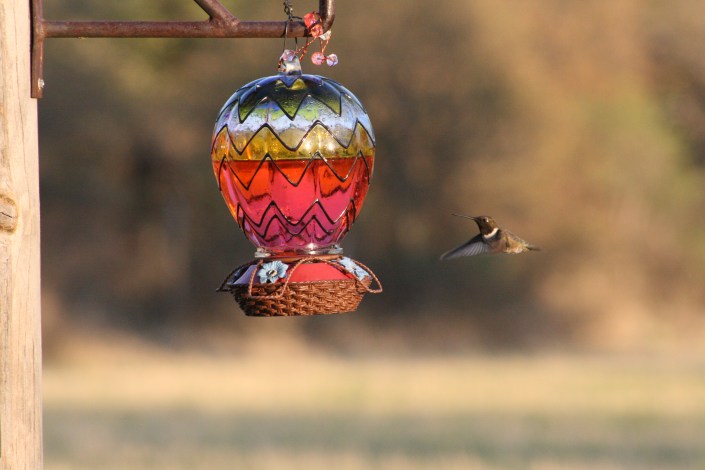 Hummingbird Image Seven