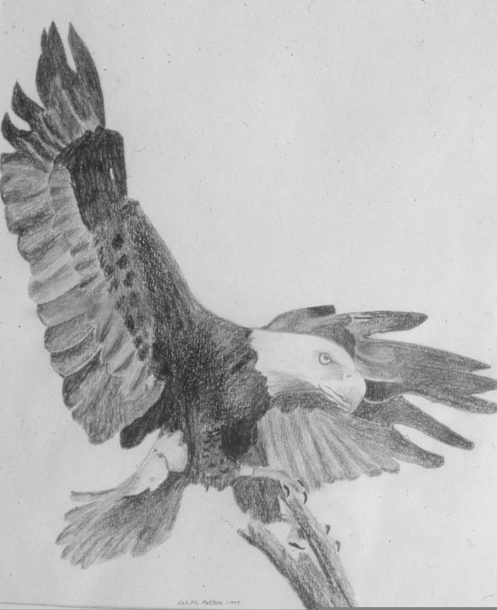 Eagle Image Nine