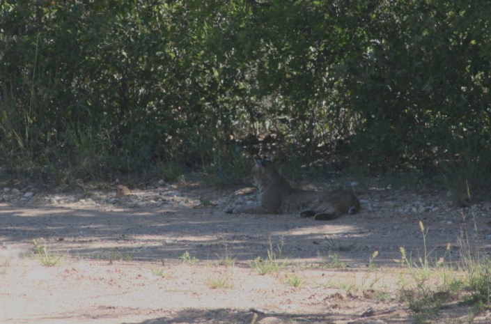 Bobcat Image Four