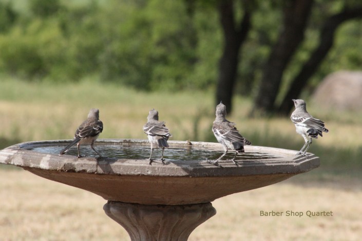 Mockingbirds Image Six