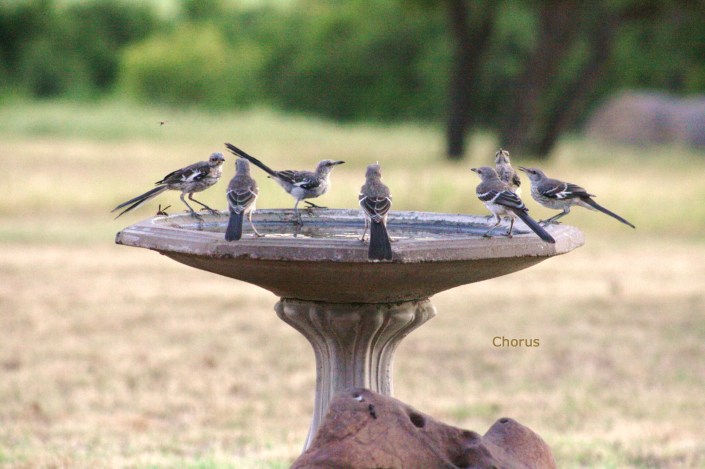 Mockingbirds Image Seven
