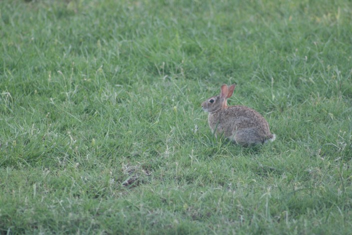 Rabbit Image Nine