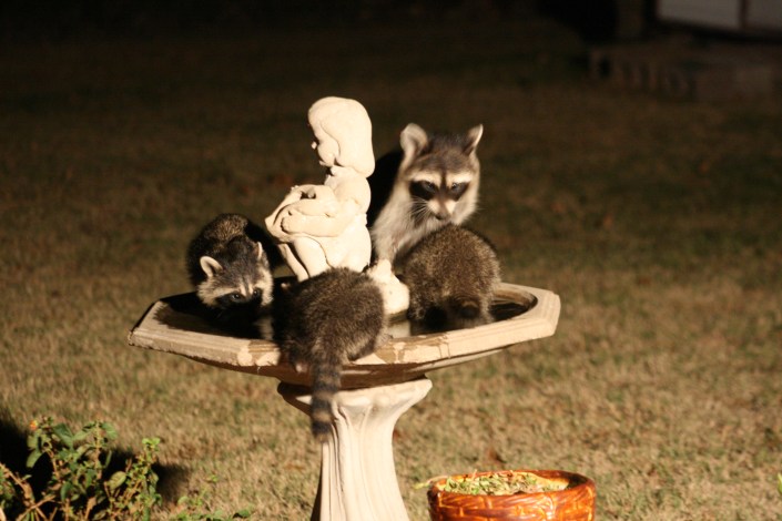 Raccoons Image Eight