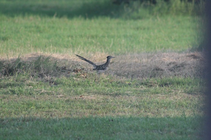 Roadrunner Image Six
