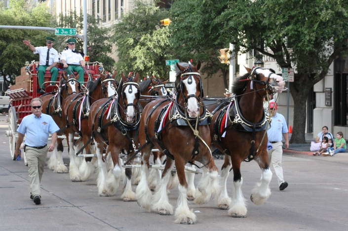 Clydesdales Photo Nine