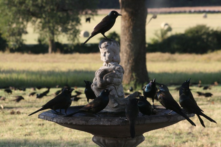 Starlings Photo Three