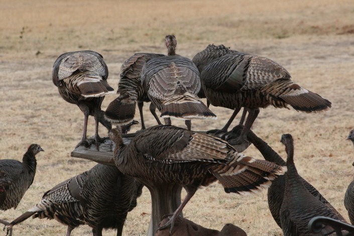 Turkey Hens Photo Seven
