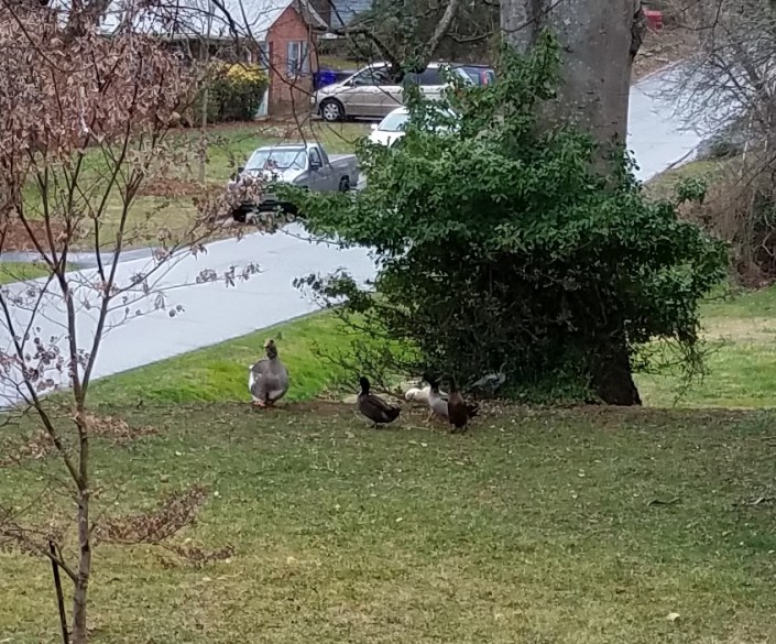 Feathers Image Seven