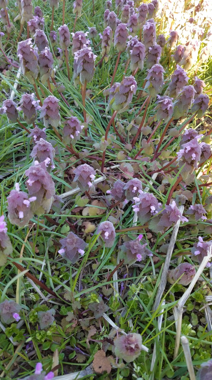 Small Flowers Image Eight