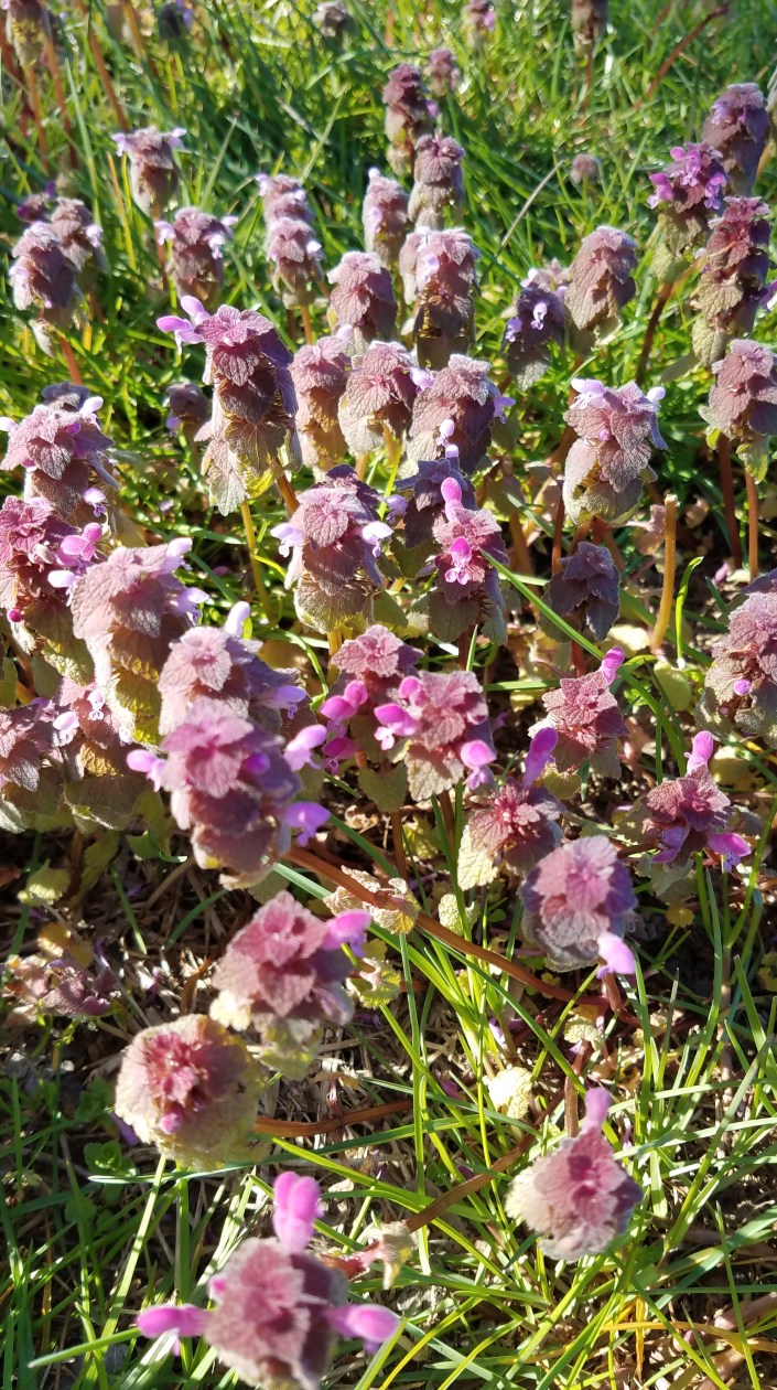 Small Flowers Image Nine