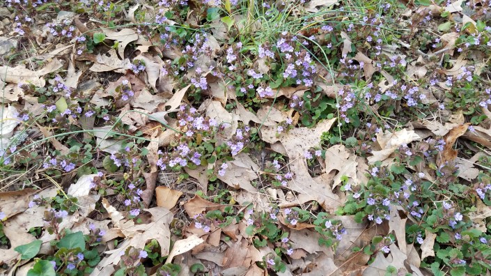 Small Flowers Image Twelve