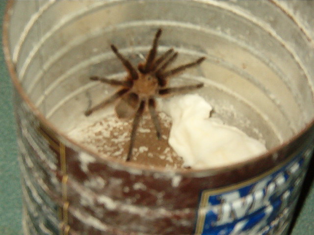 Texas Brown Image Two