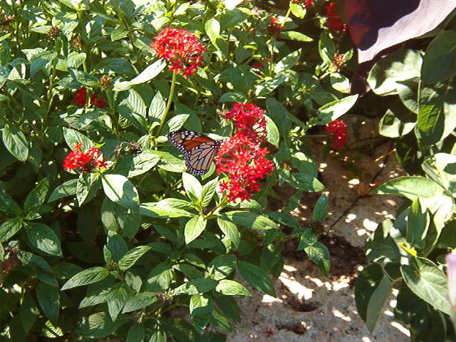 Red Verbena Image Three
