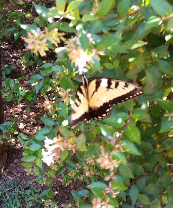 Butterfly Image Three