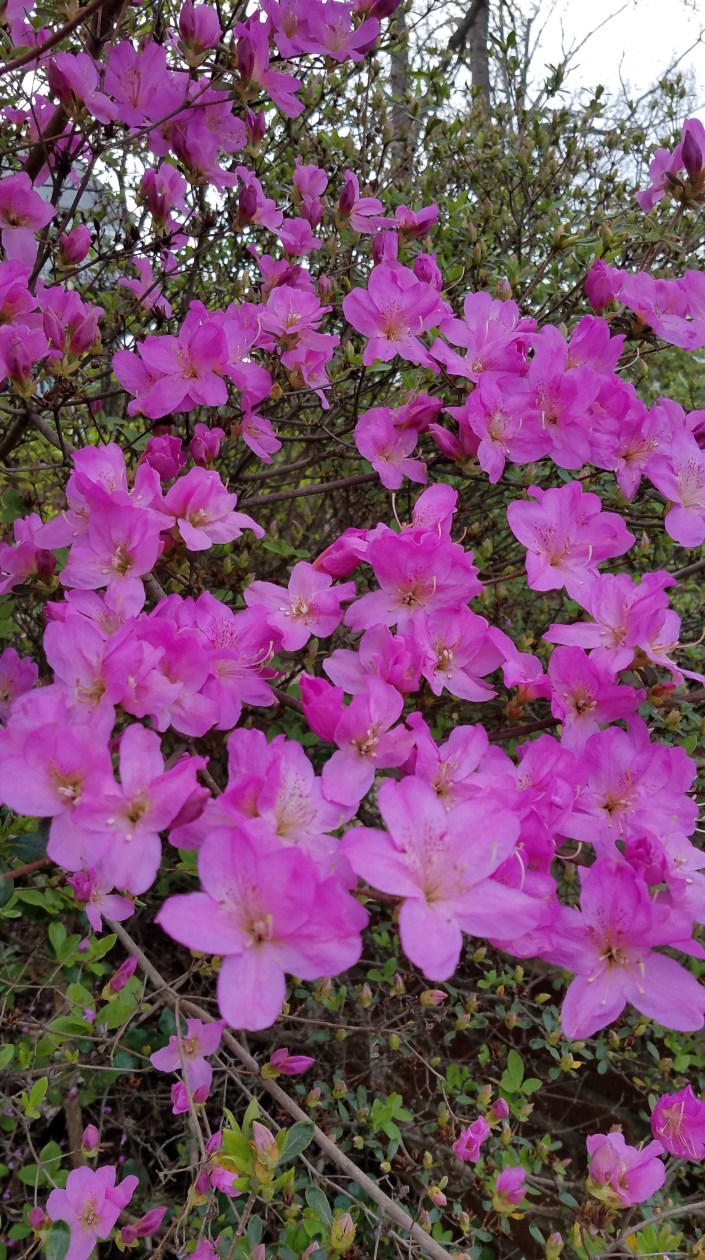 Azaleas Image