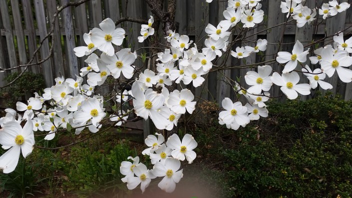 Dogwood Image