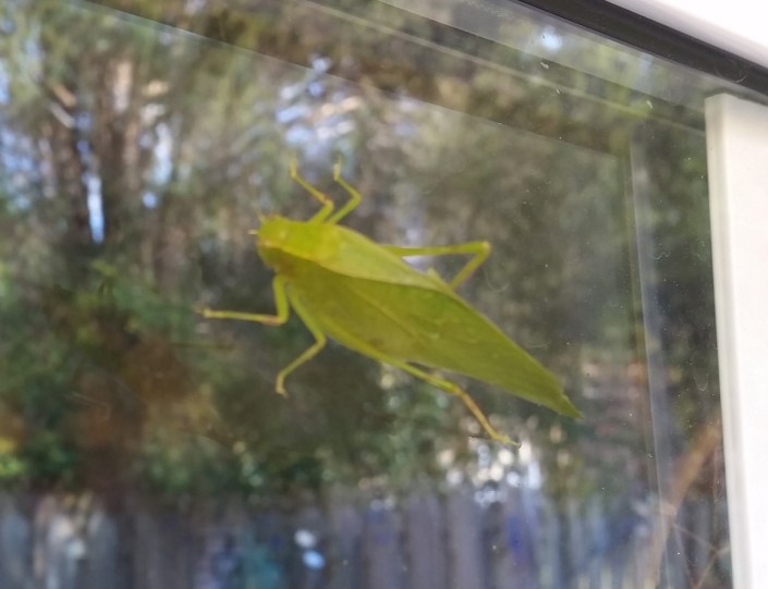 Leaf Grasshopper Image Seven