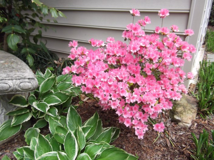 Azaleas Hosta Image