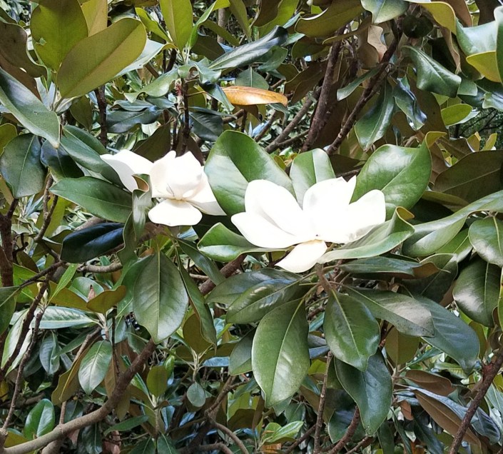 Magnolias Image
