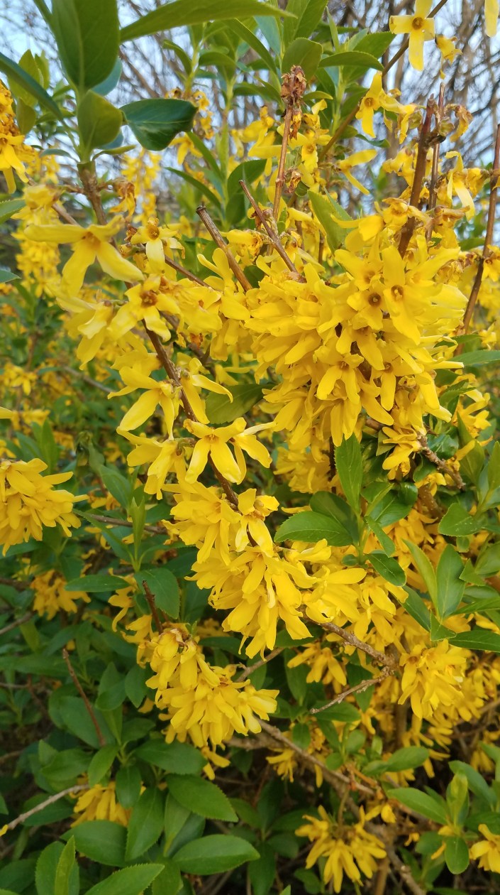 Yellow Flower Bush