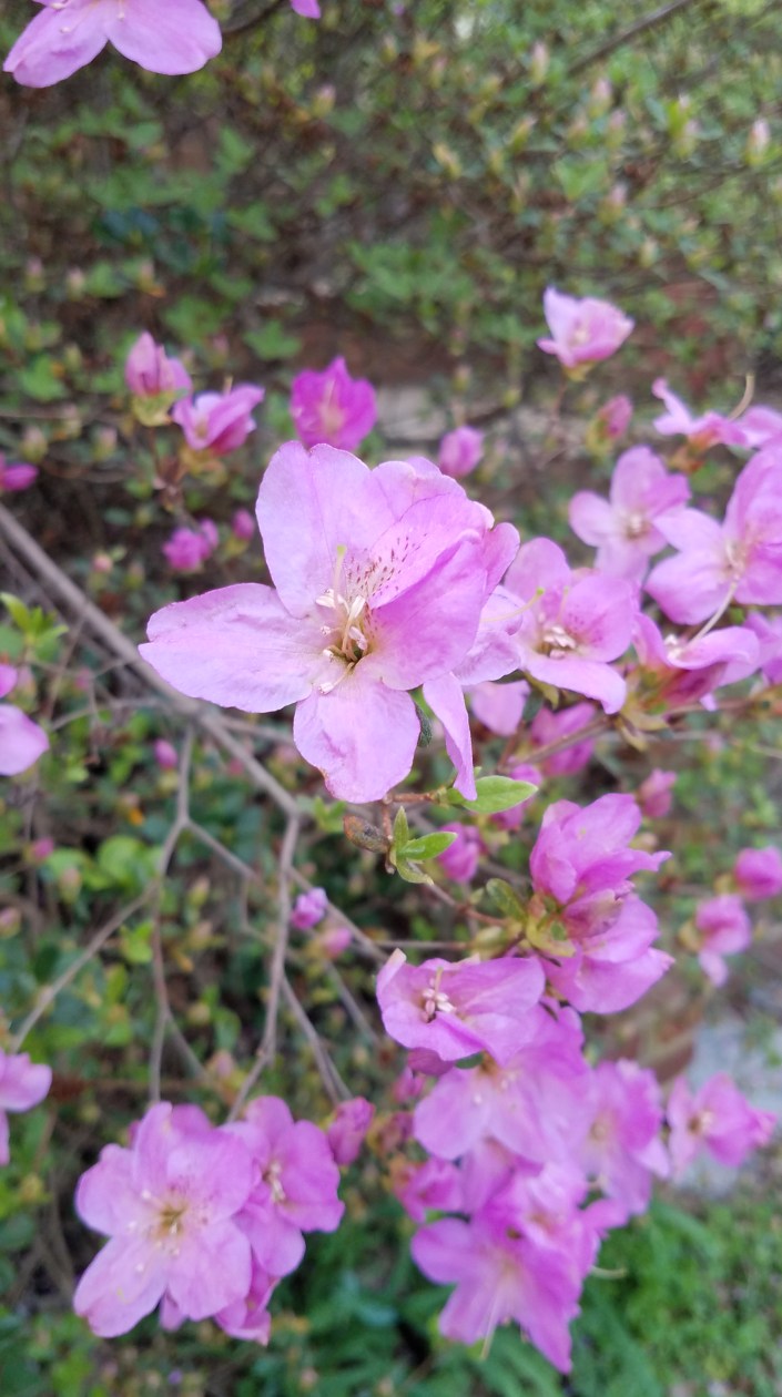 Lavender Flowers Image