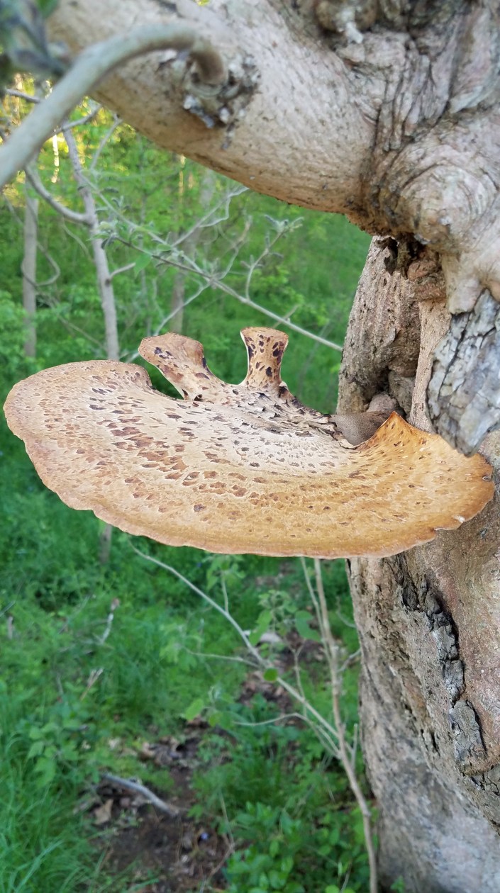 Tree Shroom Image