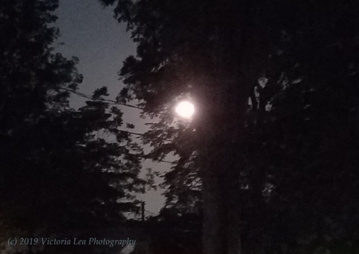 Strawberry Image Four