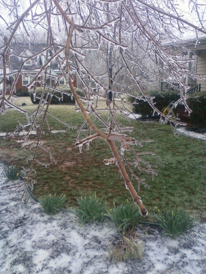 Maple Tree Image Three