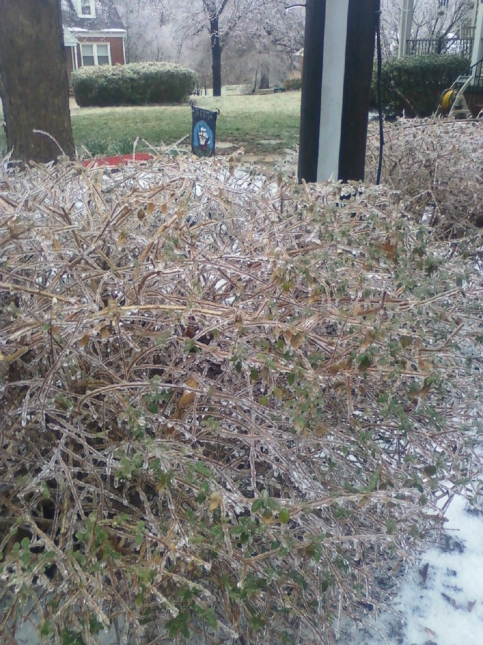 Icy Bushes Image Four