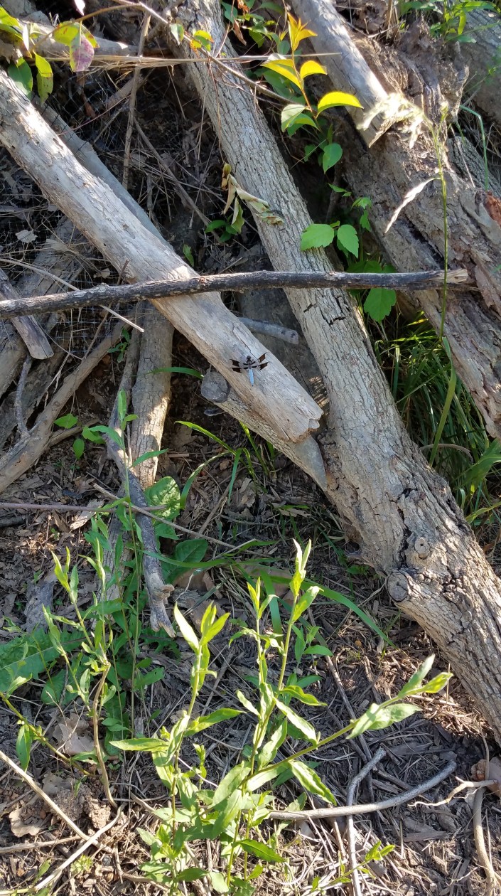 Dragonfly Image Five