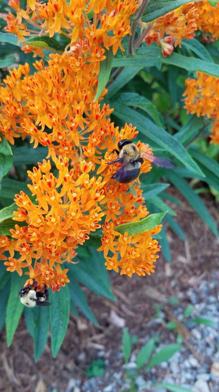 Bumblebees Image Seven