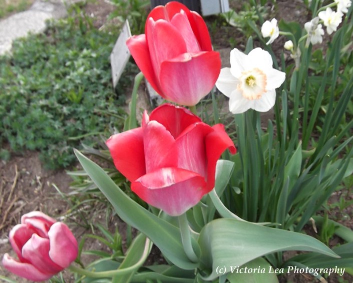 Tulips & Narcissus