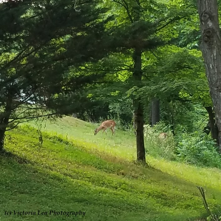 Wildlife Image Three