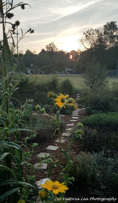 Sunset Over Garden Image One