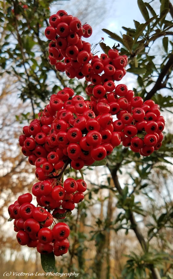 November Berries Image
