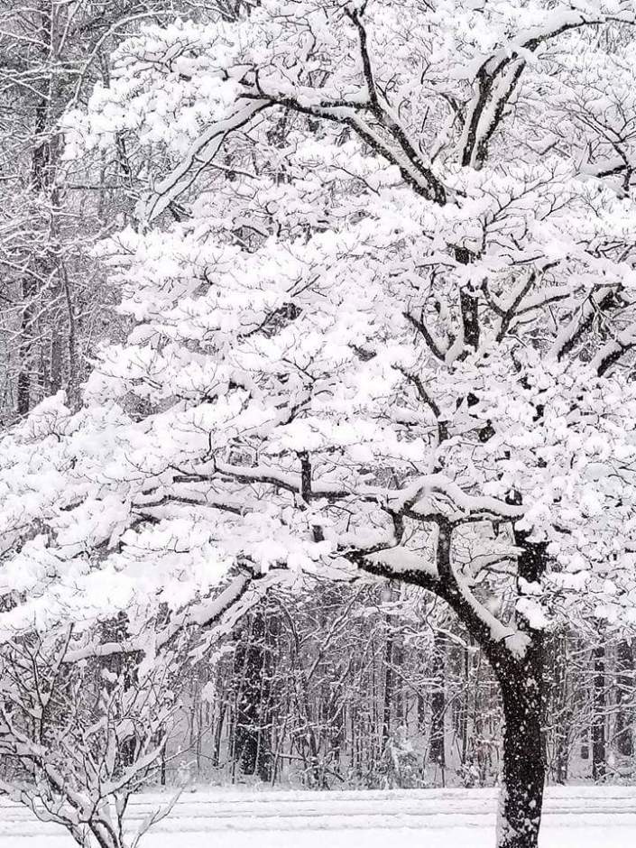 Snow Tree Image Two