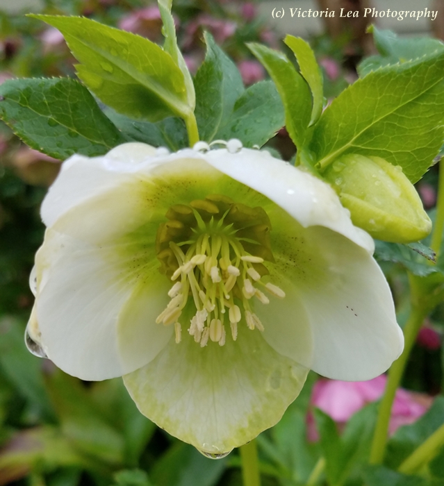 Hellebore With Water Drops Image