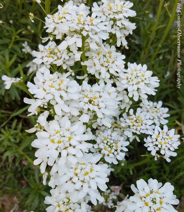 White Flowers Image