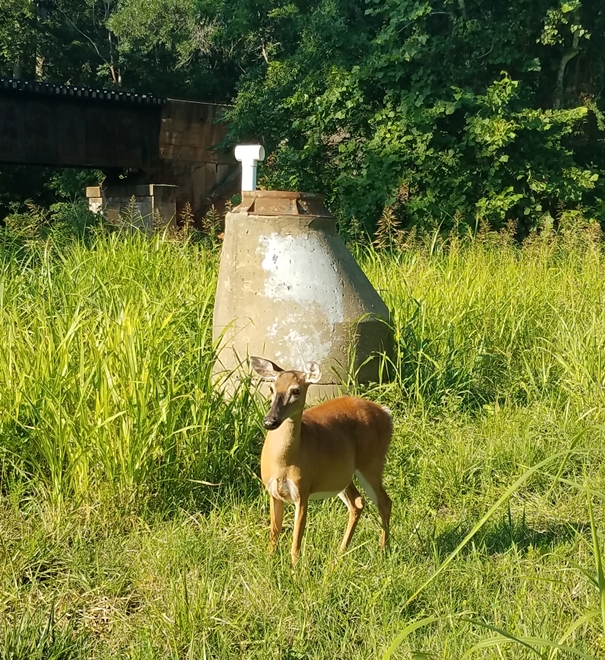 Mama Deer Image Two