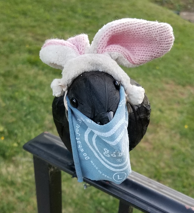 Crow With Bunny Ears Image Three