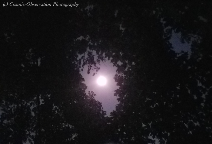 Flower Moon Image Four