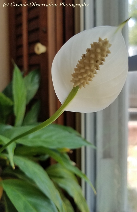 Peace Lily Image