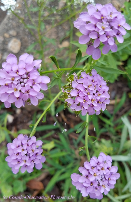 Lavender Candytuft Image