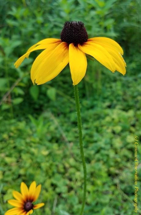 Black Eyed Susan Image