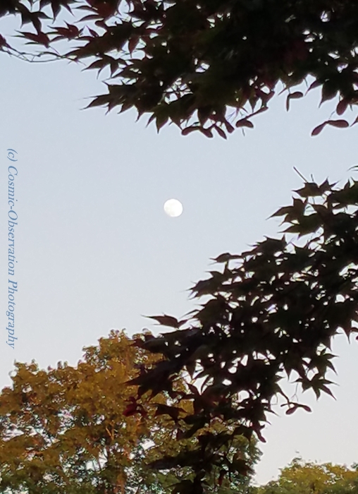 Gibbous Moon Trees Image Two