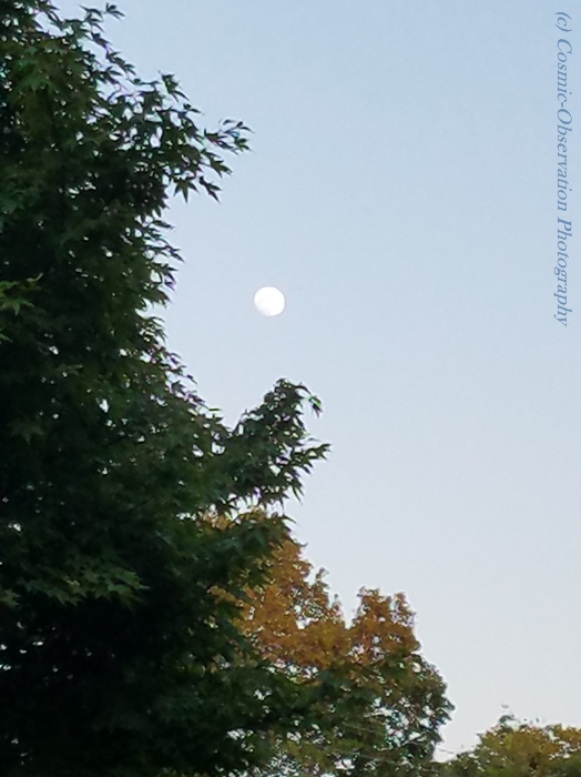 Gibbous Moon Trees Image Three