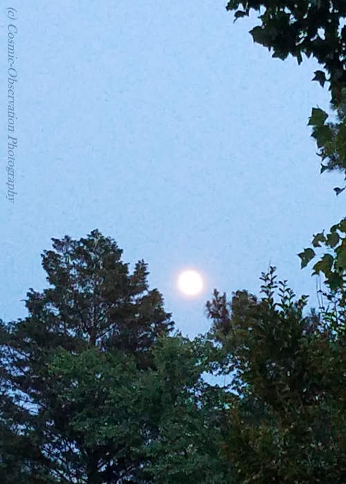 Gibbous Moon Trees Image Four