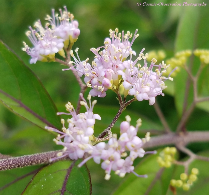 Pale Pink Babies Image