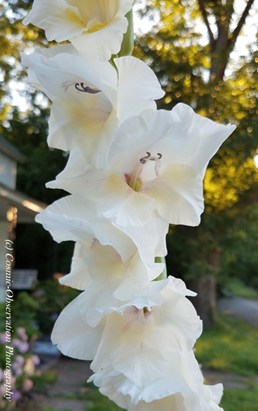 Gladiolus Image