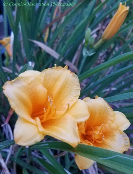 Yellow Lilies Image